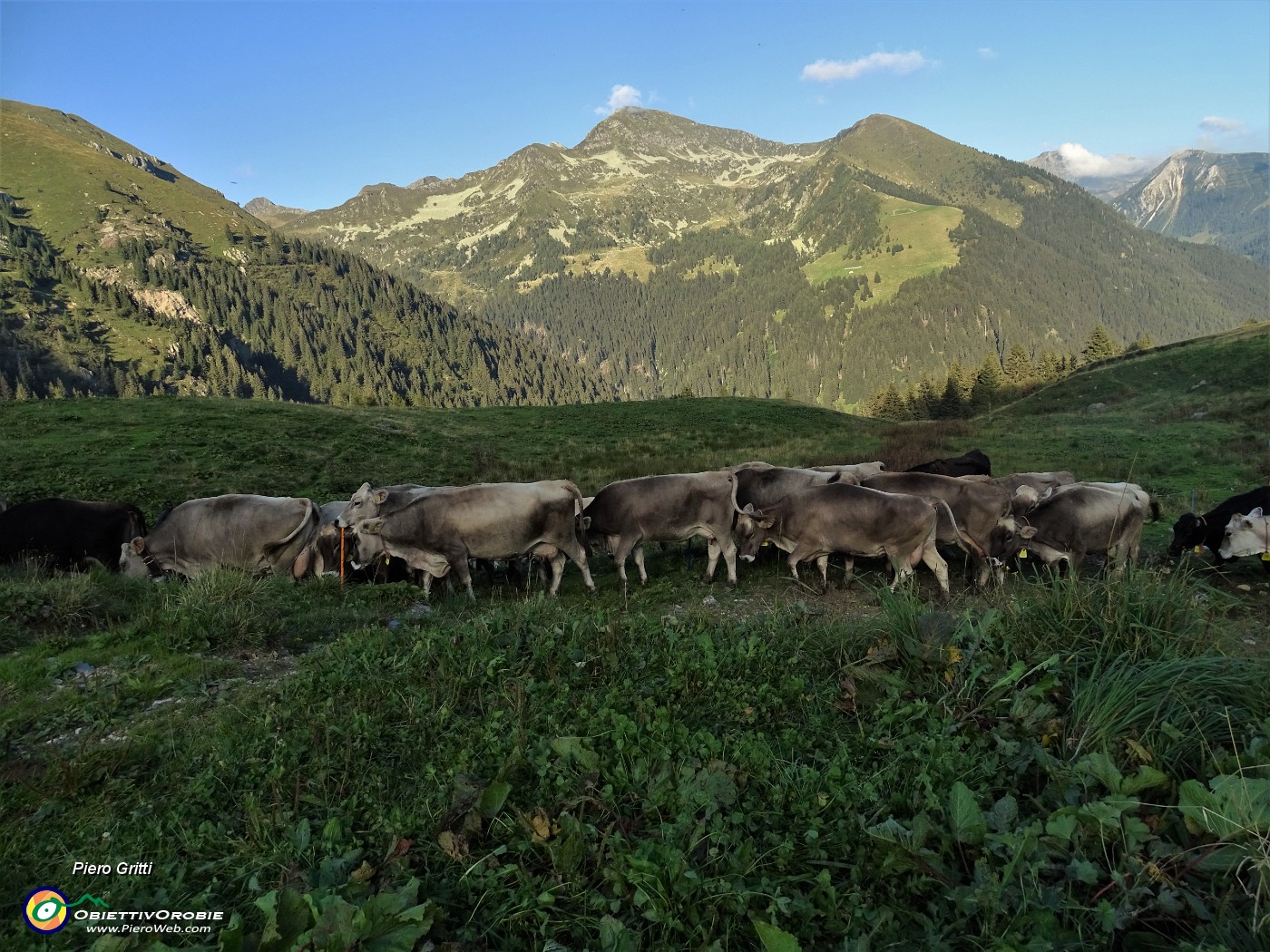 97 Le mucche munte rientrano ai loro ricoveri.JPG